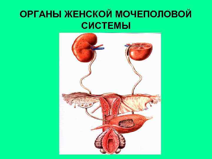 Мочеполовая система у женщин