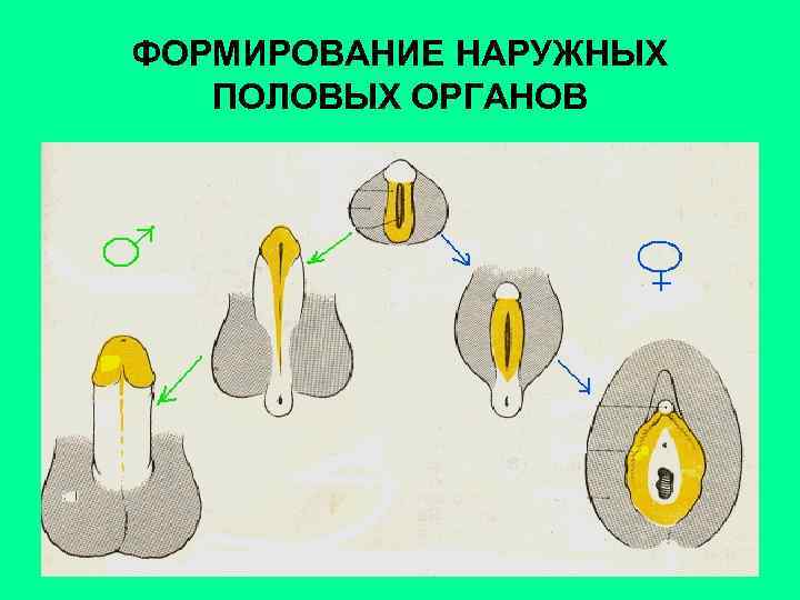 ФОРМИРОВАНИЕ НАРУЖНЫХ ПОЛОВЫХ ОРГАНОВ 