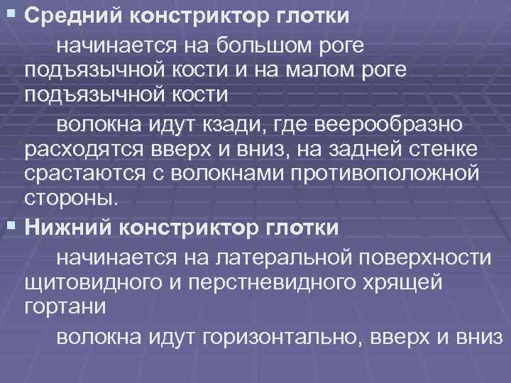 § Средний констриктор глотки начинается на большом роге подъязычной кости и на малом роге