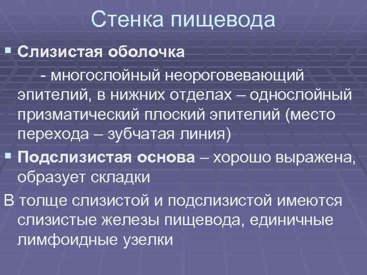 Стенка пищевода § Слизистая оболочка - многослойный неороговевающий эпителий, в нижних отделах – однослойный