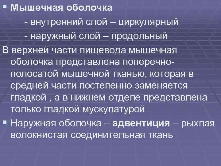 § Мышечная оболочка - внутренний слой – циркулярный - наружный слой – продольный В