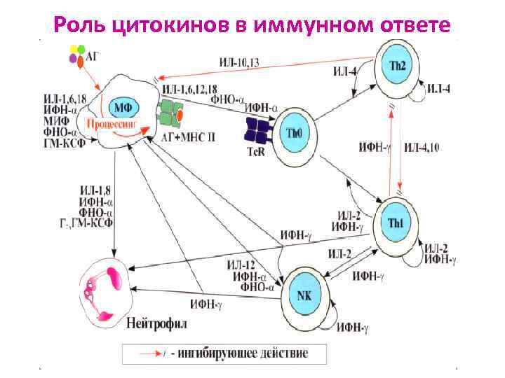Роль цитокинов в иммунном ответе 