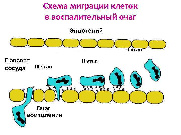 Примеры миграции клеток