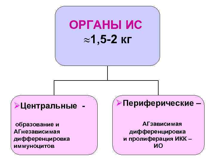 ОРГАНЫ ИС 1, 5 -2 кг ØЦентральные образование и АГнезависимая дифференцировка иммуноцитов ØПериферические –