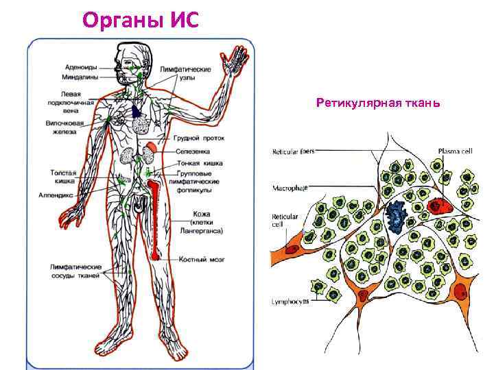 Органы ИС Ретикулярная ткань 