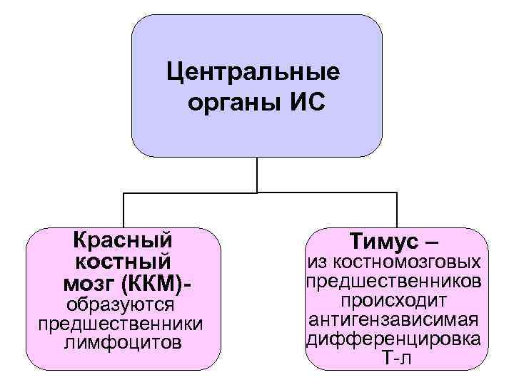Центральные органы ИС Красный костный мозг (ККМ)- образуются предшественники лимфоцитов Тимус – из костномозговых