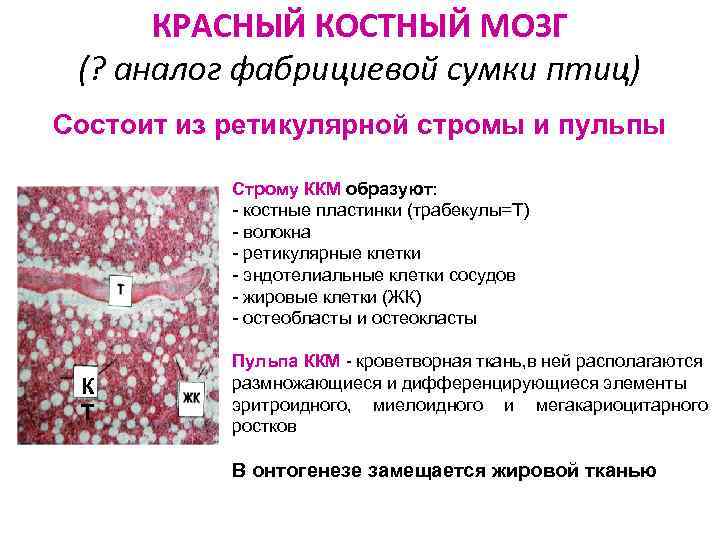 КРАСНЫЙ КОСТНЫЙ МОЗГ (? аналог фабрициевой сумки птиц) Состоит из ретикулярной стромы и пульпы