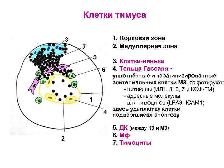 Клетки тимуса 1. Корковая зона 2. Медуллярная зона 3 7 5 6 1 2