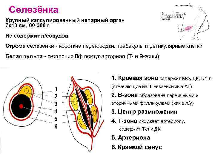 Селезенка схема