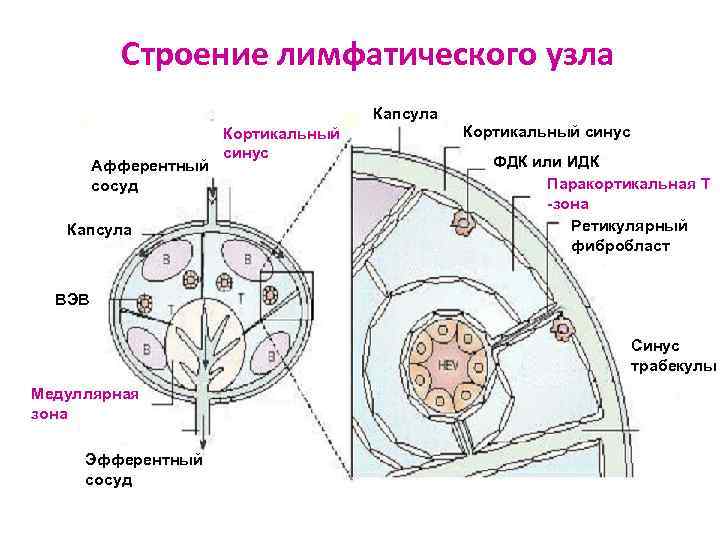 Схема строения лимфоузла