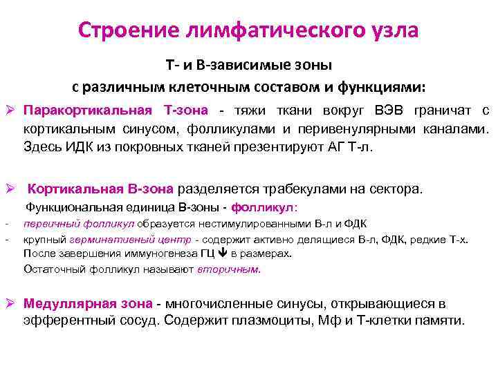 Строение лимфатического узла Т- и В-зависимые зоны с различным клеточным составом и функциями: Ø
