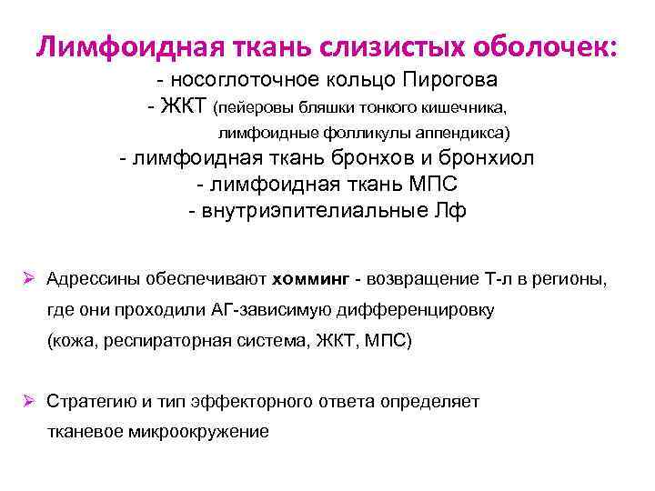 Лимфоидная ткань слизистых оболочек: - носоглоточное кольцо Пирогова - ЖКТ (пейеровы бляшки тонкого кишечника,