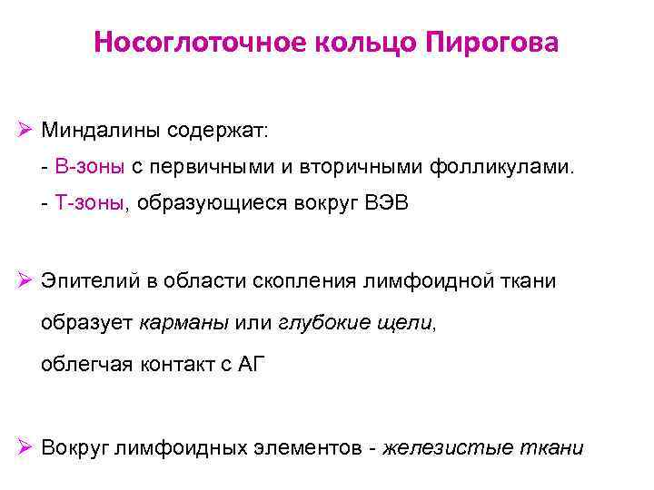 Носоглоточное кольцо Пирогова Ø Миндалины содержат: - В-зоны с первичными и вторичными фолликулами. -