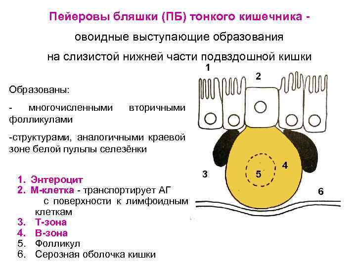 Схема строения пейеровой бляшки