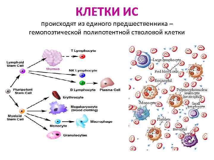 Иммунокомпетентные клетки схема