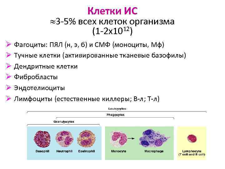 Клетки ИС 3 -5% всех клеток организма (1 -2 х1012) Ø Ø Ø Фагоциты: