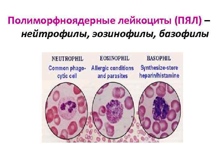 Полиморфноядерные лейкоциты (ПЯЛ) – нейтрофилы, эозинофилы, базофилы 
