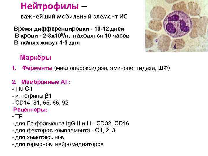 Нейтрофилы – важнейший мобильный элемент ИС Время дифференцировки - 10 -12 дней В крови
