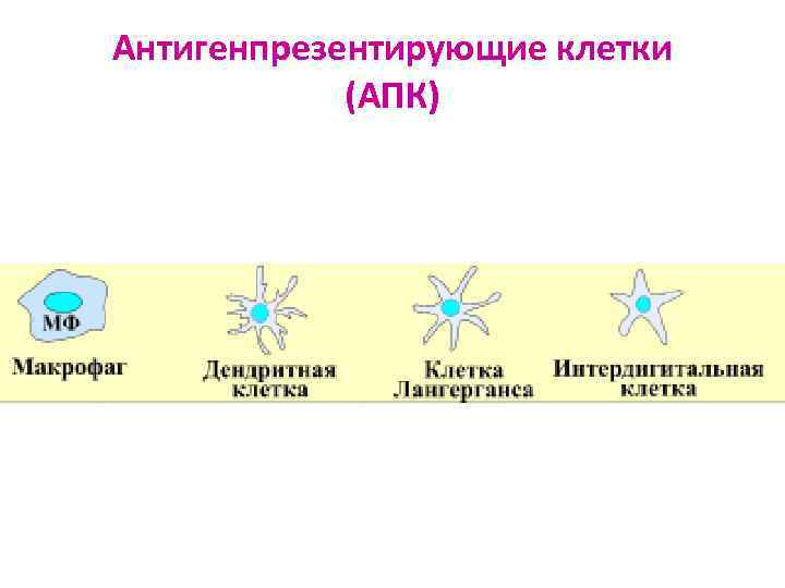 Антигенпрезентирующие клетки (АПК) 