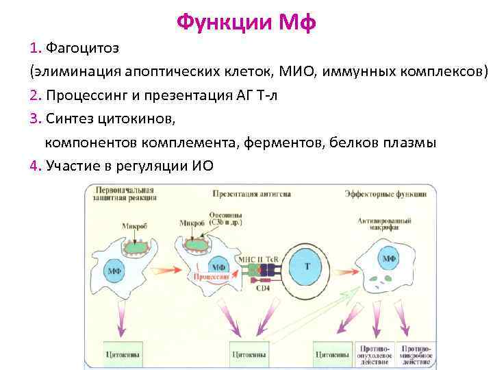 Фагоцитоз презентация иммунология