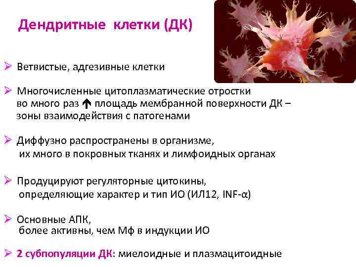 Дендритные клетки (ДК) Ø Ветвистые, адгезивные клетки Ø Многочисленные цитоплазматические отростки во много раз
