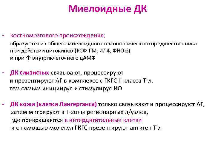 Миелоидные ДК - костномозгового происхождения; образуются из общего миелоидного гемопоэтического предшественника при действии цитокинов