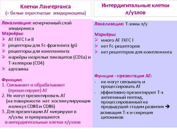 Клетки Лангерганса (= белые отростчатые эпидермоциты) Локализация: исчерченный слой эпидермиса Маркёры: Ø АГ ГКГС