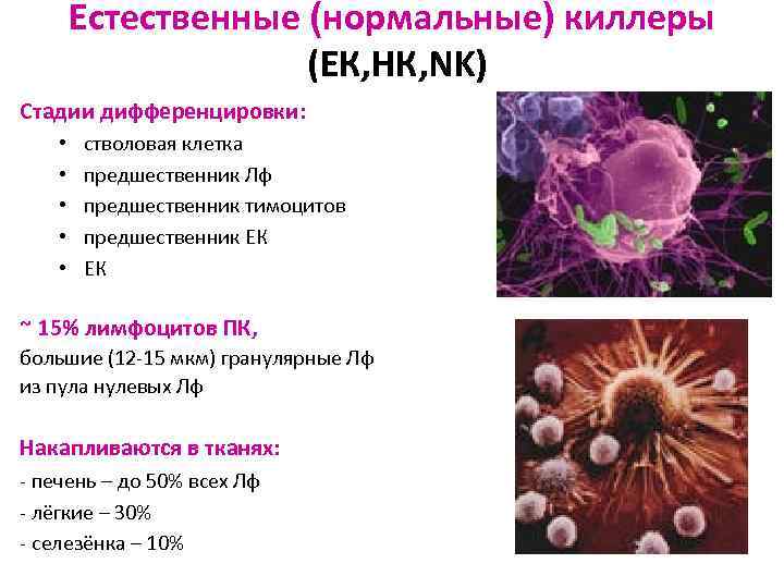 Естественные (нормальные) киллеры (ЕК, НК, NK) Стадии дифференцировки: • • • стволовая клетка предшественник