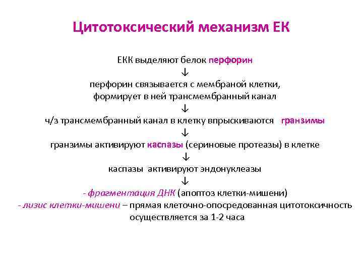 Цитотоксический механизм ЕК ЕКК выделяют белок перфорин ↓ перфорин связывается с мембраной клетки, формирует