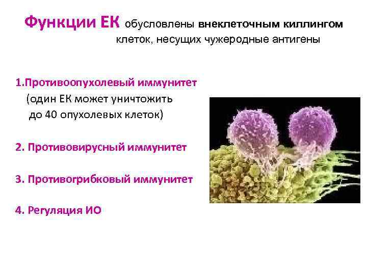 Функции ЕК обусловлены внеклеточным киллингом клеток, несущих чужеродные антигены 1. Противоопухолевый иммунитет (один ЕК