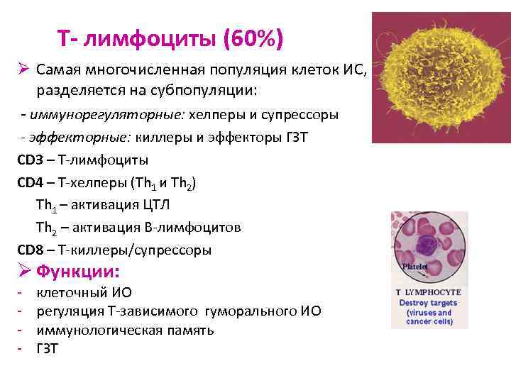 Т- лимфоциты (60%) Ø Самая многочисленная популяция клеток ИС, разделяется на субпопуляции: - иммунорегуляторные: