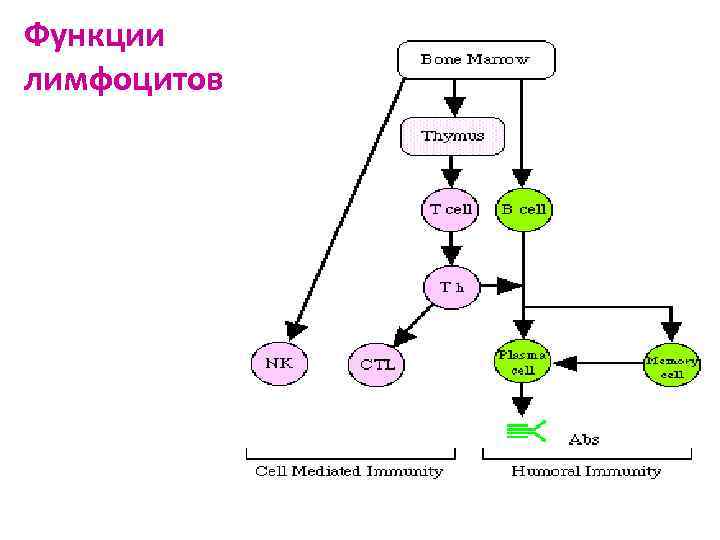 Функции лимфоцитов 