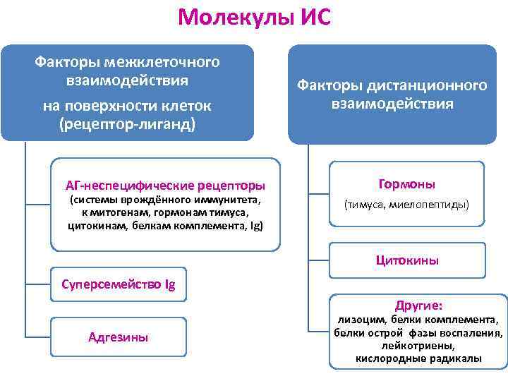 Молекулы ИС Факторы межклеточного взаимодействия на поверхности клеток (рецептор-лиганд) АГ-неспецифические рецепторы (системы врождённого иммунитета,