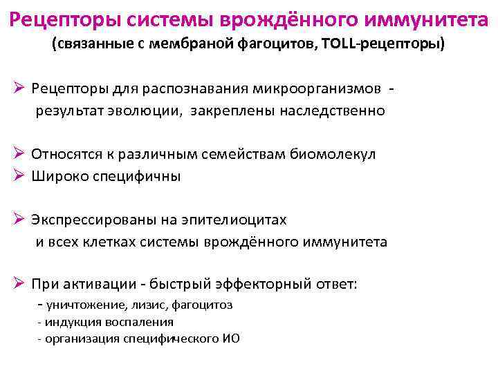Рецепторы системы врождённого иммунитета (связанные с мембраной фагоцитов, TOLL-рецепторы) Ø Рецепторы для распознавания микроорганизмов