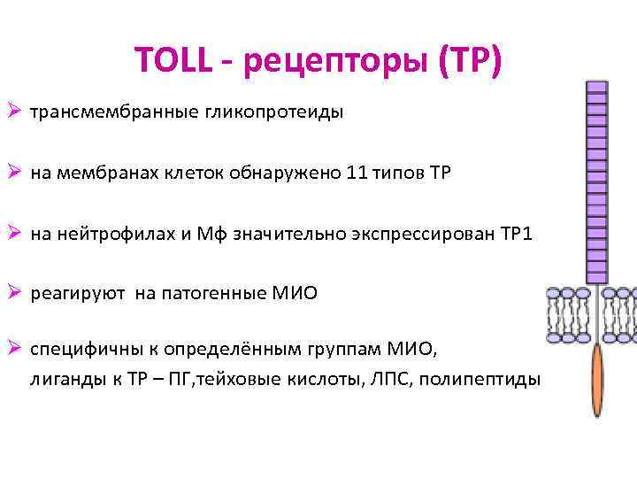 TOLL - рецепторы (ТР) Ø трансмембранные гликопротеиды Ø на мембранах клеток обнаружено 11 типов