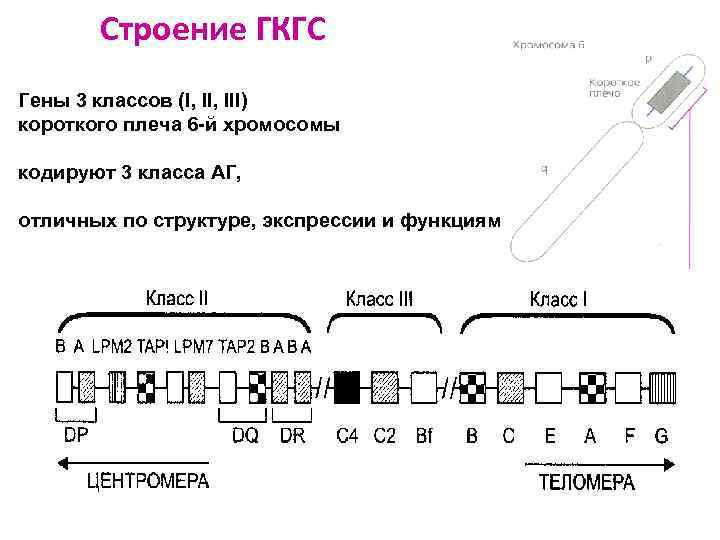 Строение ГКГС Гены 3 классов (I, III) короткого плеча 6 -й хромосомы кодируют 3