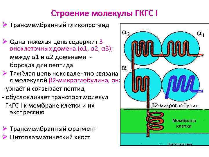 Схема строения молекулы мнс