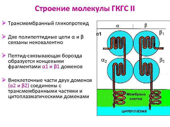 Строение молекулы ГКГС II Ø Трансмембранный гликопротеид Ø Две полипептидные цепи α и β