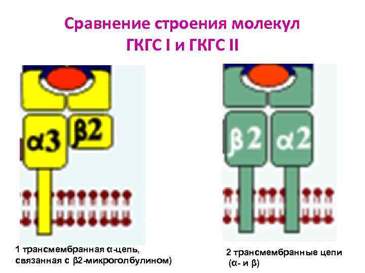 Сравнение строения молекул ГКГС I и ГКГС II 1 трансмембранная α-цепь, связанная с β
