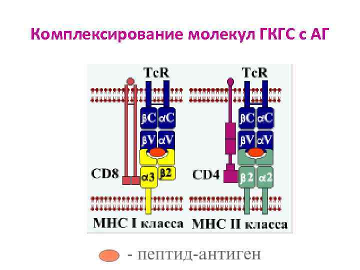 Комплексирование молекул ГКГС с АГ 