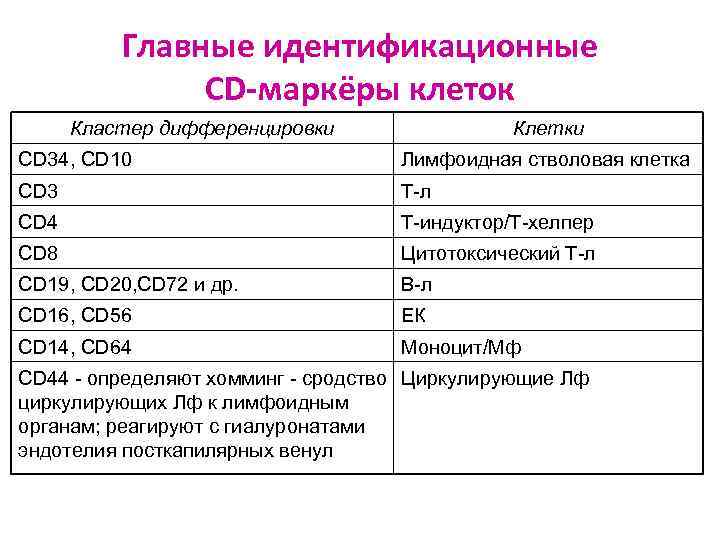 Главные идентификационные CD-маркёры клеток Кластер дифференцировки Клетки CD 34, CD 10 Лимфоидная стволовая клетка
