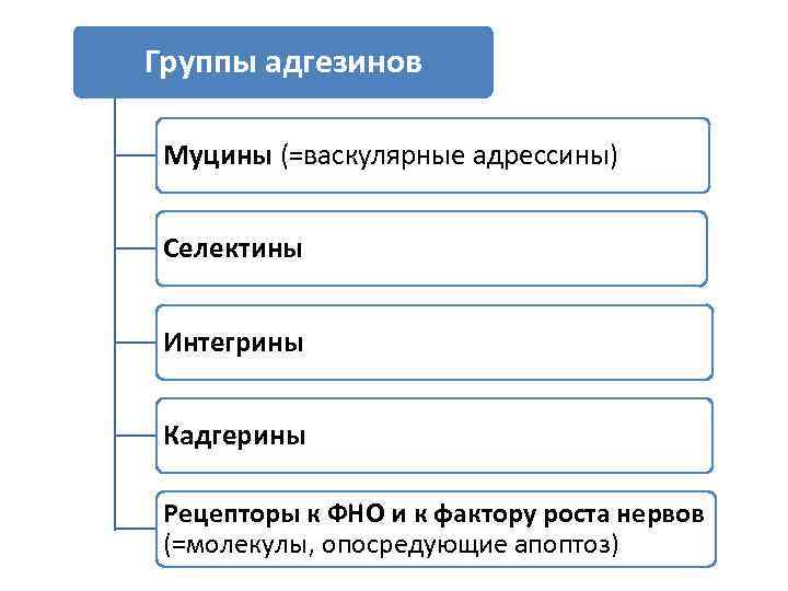 Группы адгезинов Муцины (=васкулярные адрессины) Селектины Интегрины Кадгерины Рецепторы к ФНО и к фактору