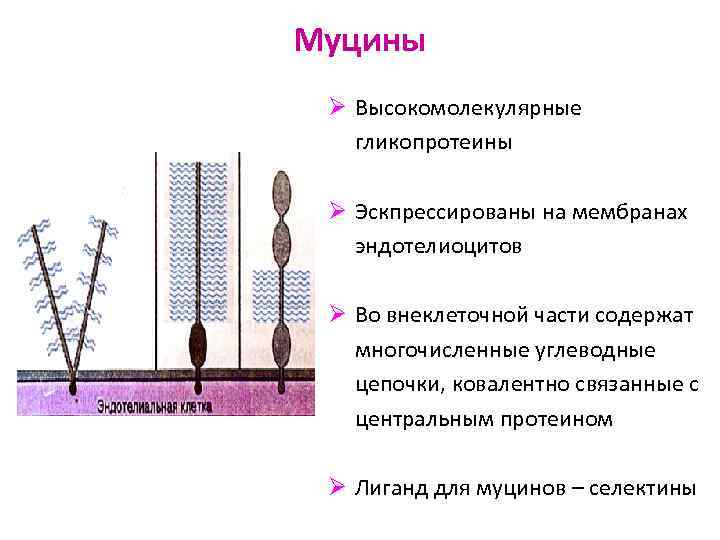 Муцины Ø Высокомолекулярные гликопротеины Ø Эскпрессированы на мембранах эндотелиоцитов Ø Во внеклеточной части содержат