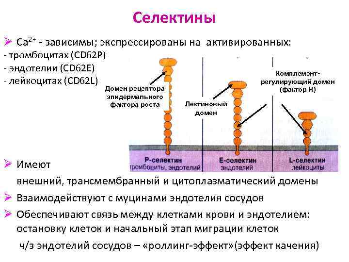Селектины Ø Ca 2+ - зависимы; экспрессированы на активированных: - тромбоцитах (CD 62 P)