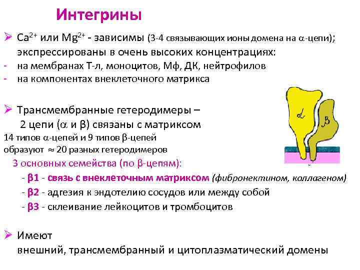 Интегрины Ø Ca 2+ или Mg 2+ - зависимы (3 -4 связывающих ионы домена