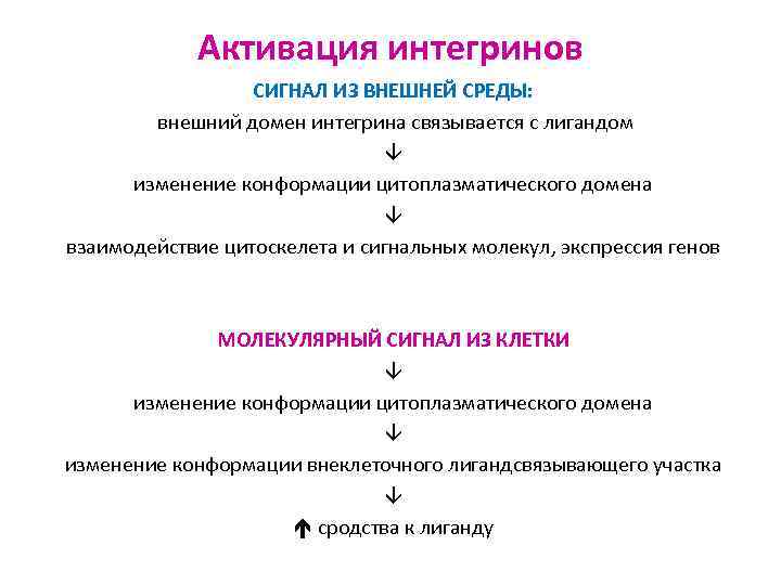 Активация интегринов СИГНАЛ ИЗ ВНЕШНЕЙ СРЕДЫ: внешний домен интегрина связывается с лигандом изменение конформации