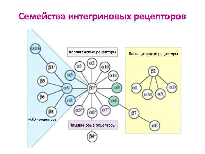 Семейства интегриновых рецепторов 
