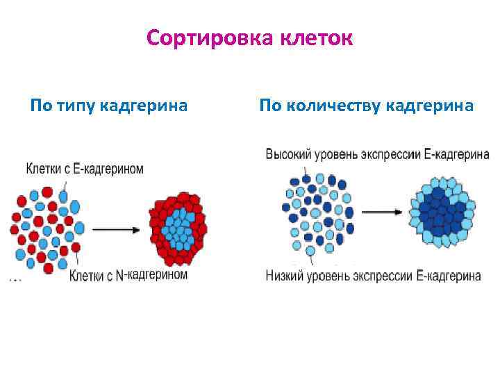 Сортировка клеток По типу кадгерина По количеству кадгерина 