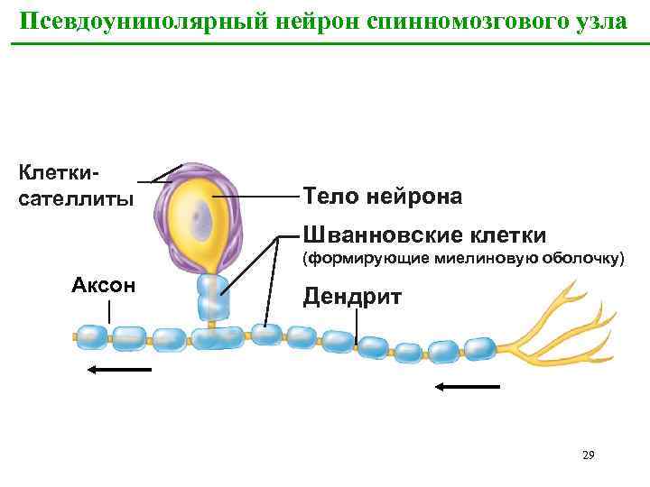 Нейрон шванновские клетки