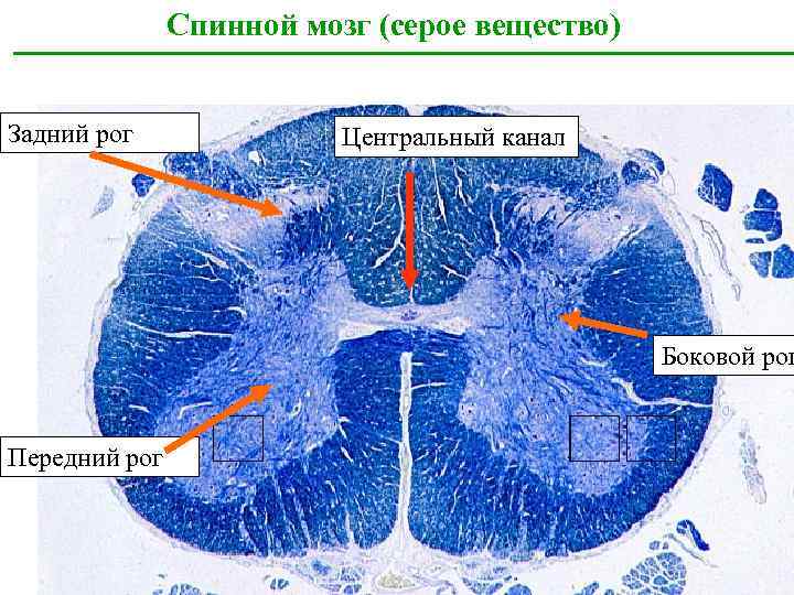 Спинной мозг гистология рисунок